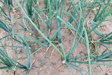 2 ковша на грядку после всходов – и севок растет как не в себя: не луковицы, а "гири"