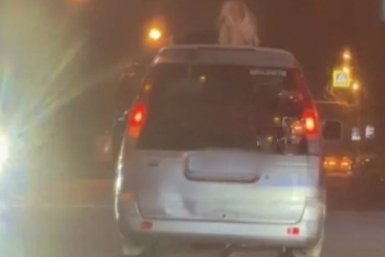 Водителя из Уссурийска наказали за пассажира, выглядывавшего из люка автомобиля Пресс-служба УМВД России по Приморскому краю