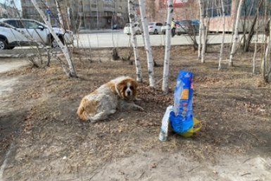 Новость дня