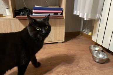 Кошка вечно сидела с грустными глазами, пока не убрала миску с этого места: теперь котейку не узнать ИА Stavropol.Media