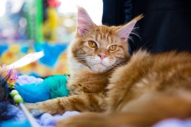 Тематическое фото ИА PrimaMedia.ru