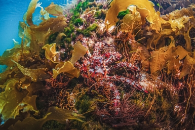 Коралловые рифы, ради которых многие выбирают Мальдивы, продолжают обесцвечиваться Мария Смитюк, ИА PrimaMedia