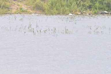 Хабаровск перешёл в режим ожидания большой воды Пресс-служба администрации Хабаровска