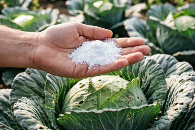 Две ложки на ведро воды – гусеницы и слизни корчатся от боли: кочаны с футбольный мяч – толстые, ровные