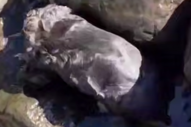 Скриншот видео Телеграм-канал (16+) &quotSvodka25 l Новости Приморья и Владивостока&quot