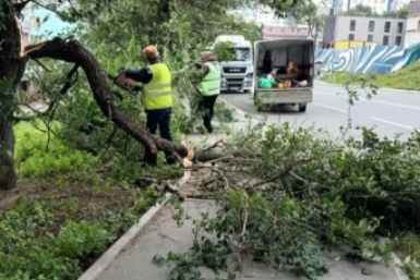 Ветер до 26 м/с обрушился во Владивосток — с улиц вывозят поваленные деревья пресс-служба администрации Владивостока