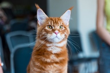 Кот Илья Аверьянов, ИА PrimaMedia.ru