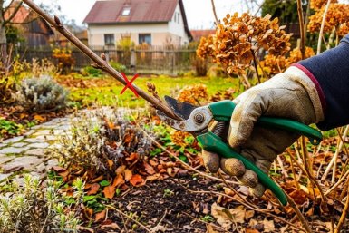 Секатор положите на место: 5 растений, которые категорически нельзя резать осенью — загубите урожай и пышное цветение