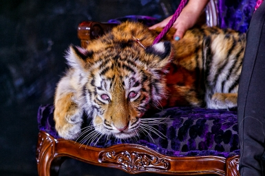 Закрытый прием в честь открытия Tigre de Cristal РИА PrimaMedia, Александр Хитров