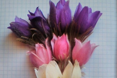 Подснежники  Instagram
