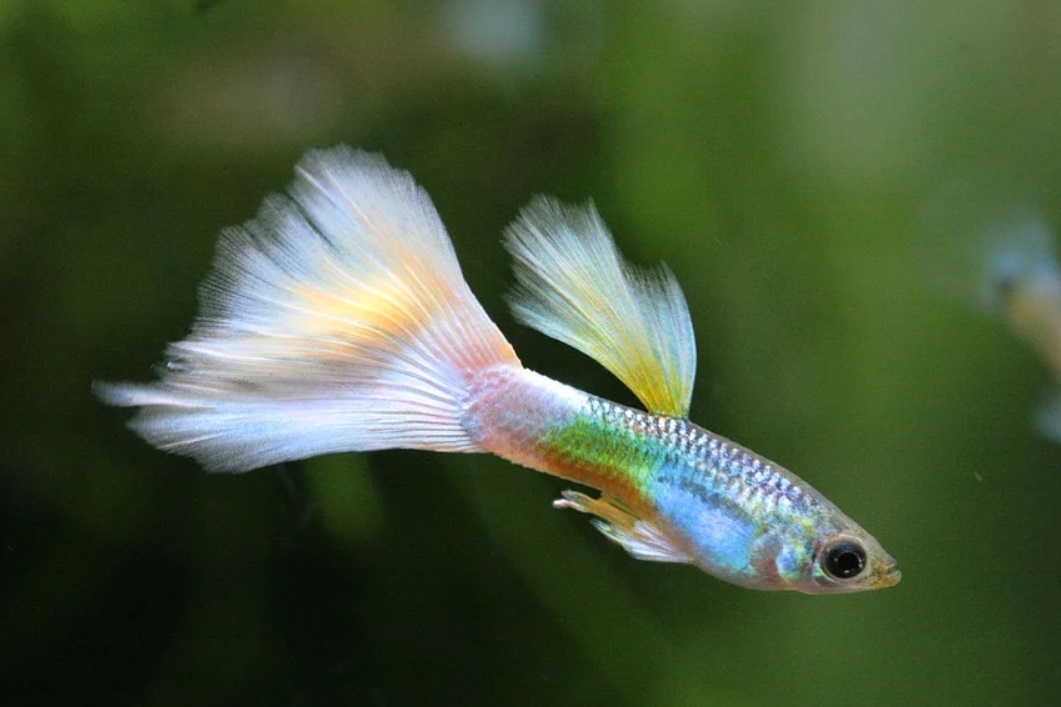 Аквариум с рыбками привлекает в дом деньги https://pixabay.com/