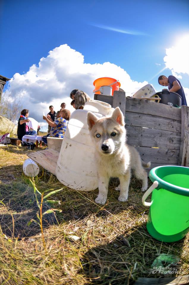Досрочные выборы на стойбищах оленеводов, Фото с места события собственное