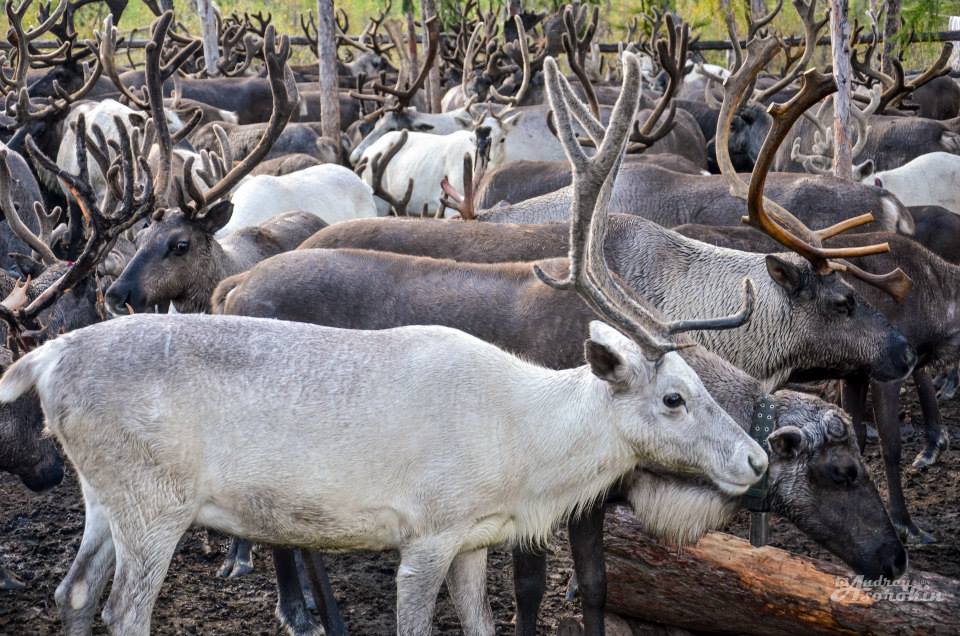 Досрочные выборы на стойбищах оленеводов, Фото с места события собственное