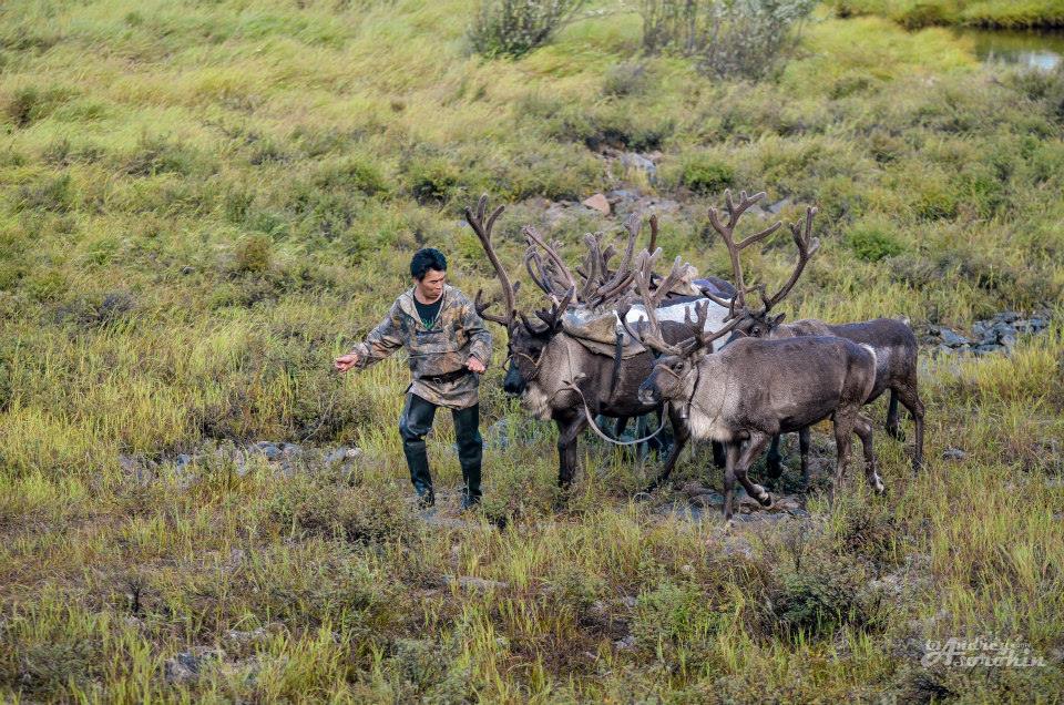 Досрочные выборы на стойбищах оленеводов, Фото с места события собственное