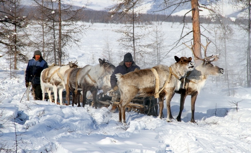 Олени, Фото с места события собственное
