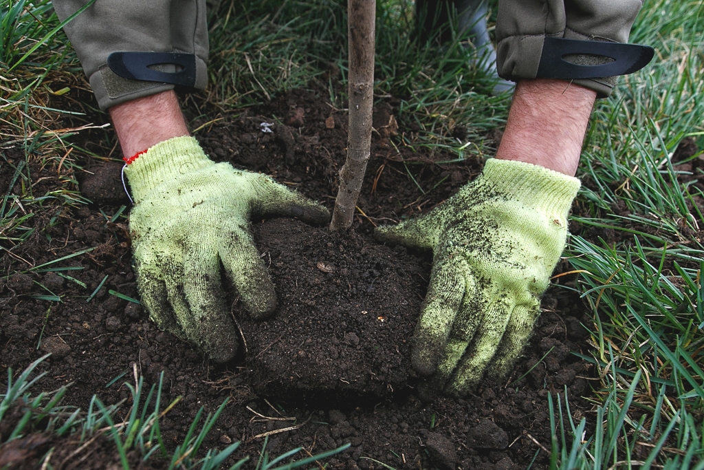 Якутия перевыполнила план по восстановлению лесов  ИА PrimaMedia