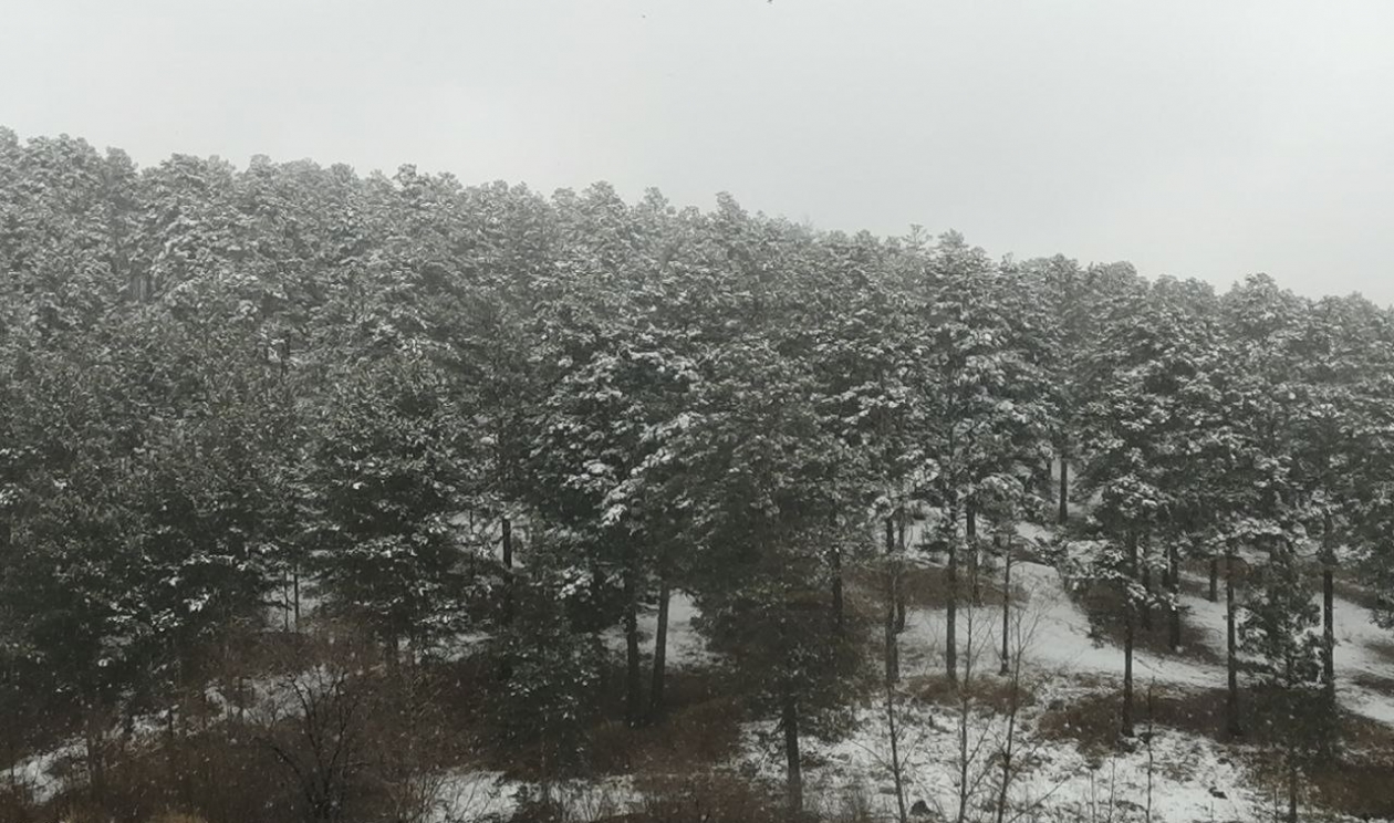 Пропавшего в тайге мужчину ищут в Якутии Абрамченко Анета