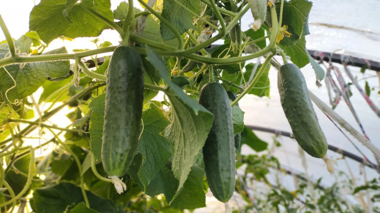 Тематическое фото Автора