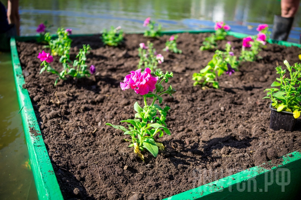 Плавающие клумбы появились на Теплом озере Якутска