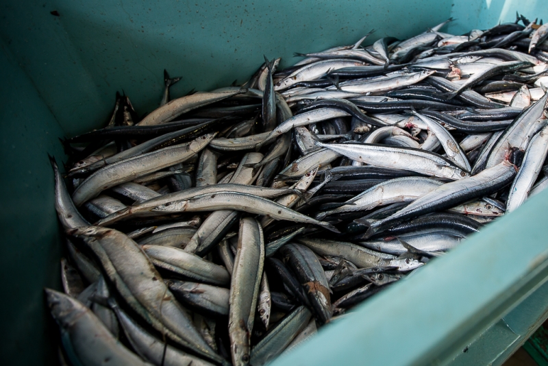Россия намерена сократить импорт рыбной продукции