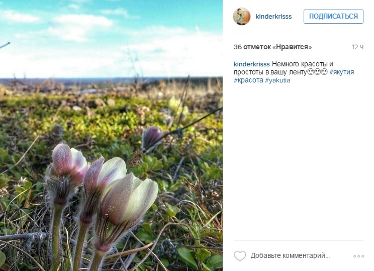 Сезон цветения подснежников начался в Якутии