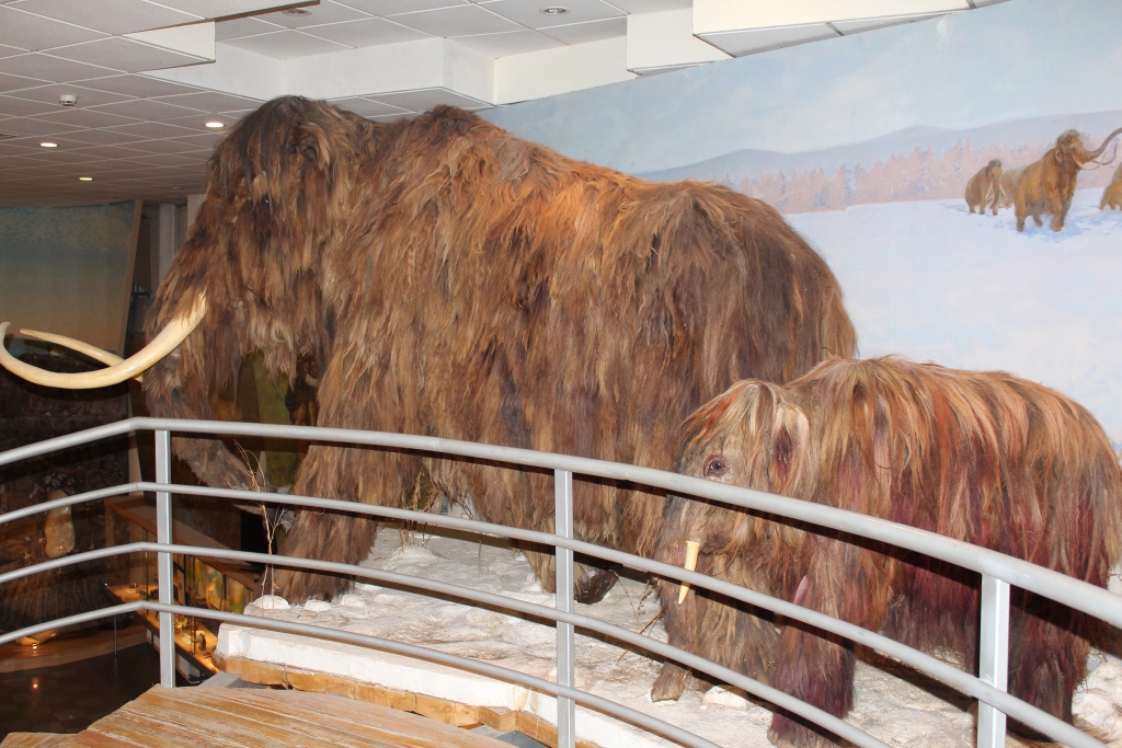 Ученые завершили полную расшифровку генома якутского мамонта YakutiaMedia