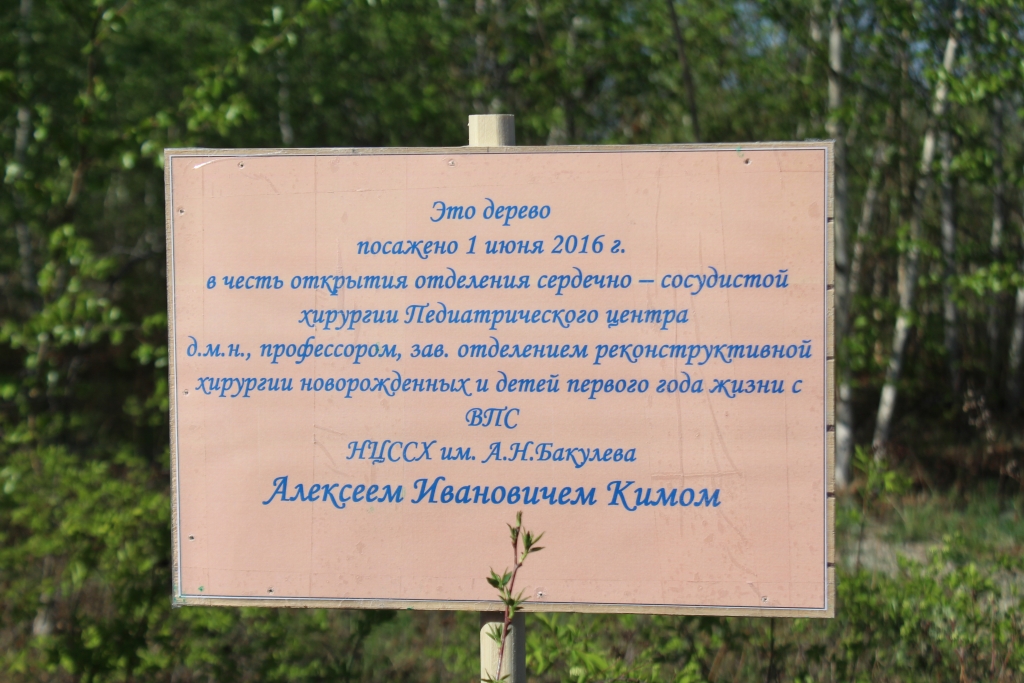 Посадили дерево
