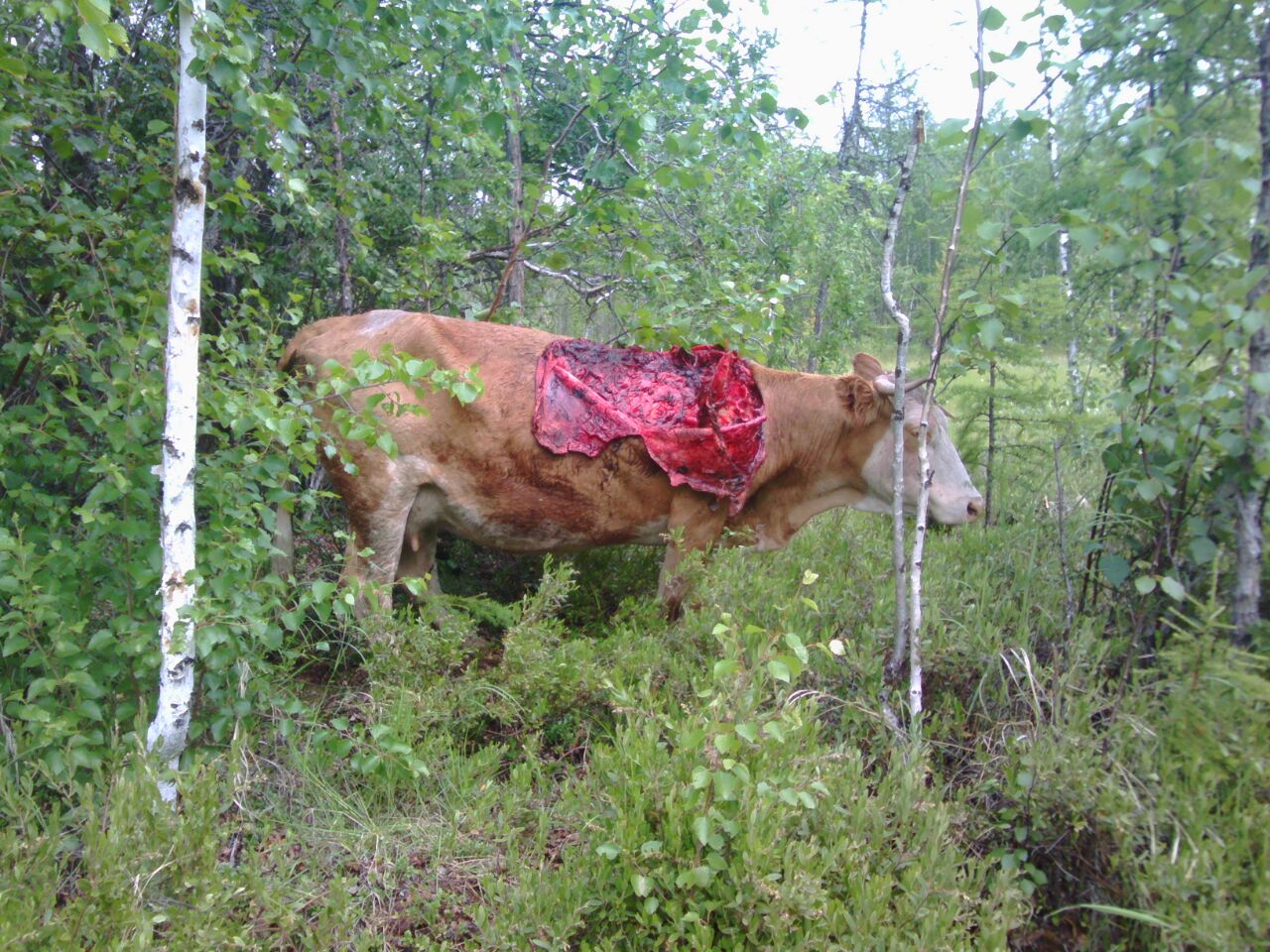 Раненая корова Ватсап