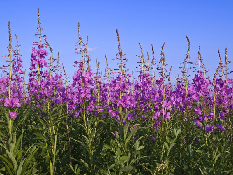 Русский чай, моллюски и холодильные камеры – как использовать гектар земли на Дальнем Востоке http://kumushka.com/