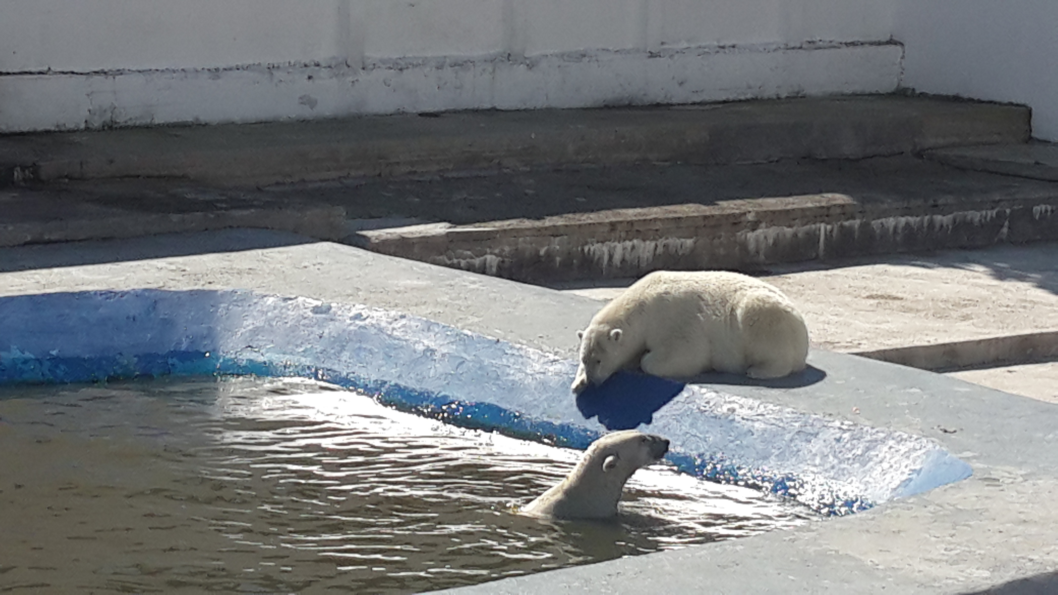 Ломоносов и Колымана Алена Подковырова