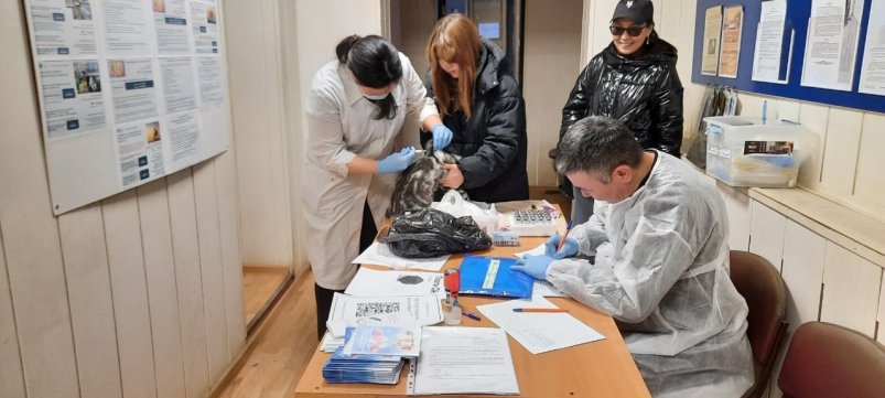Массовую вакцинацию собак и кошек против бешенства провели в Якутске