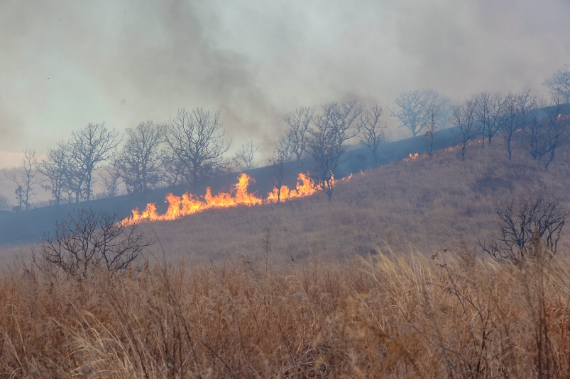 Власти Якутии заплатят крупное вознаграждение за информацию о виновниках лесных пожаров
