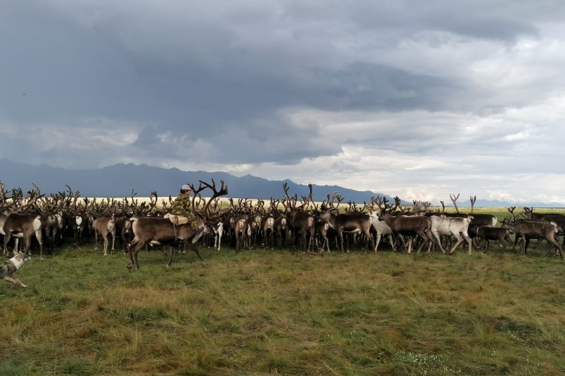 Династия Куприяновых из Томпонского района Якутии: Наш главный спутник в жизни - олень