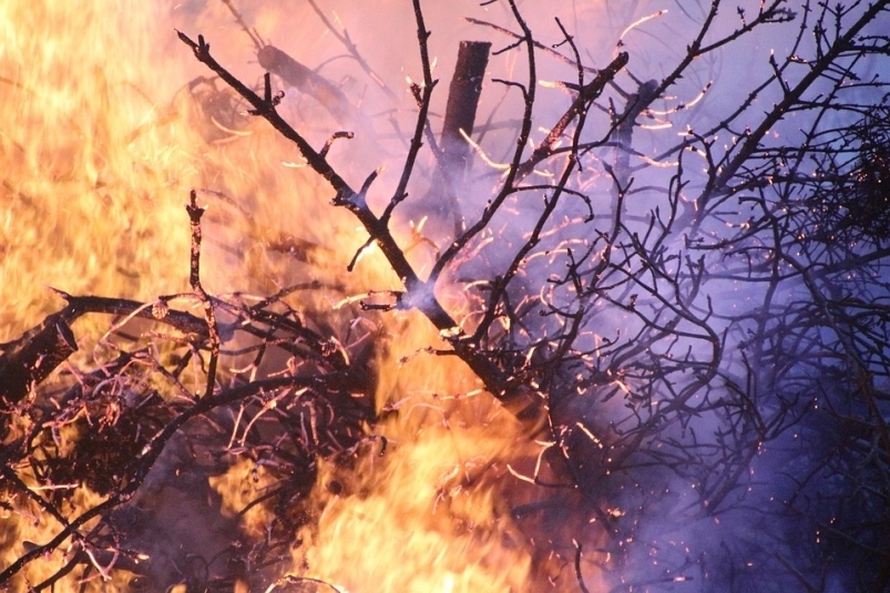 Якутянин ответит в суде за рубку леса и крупный пожар