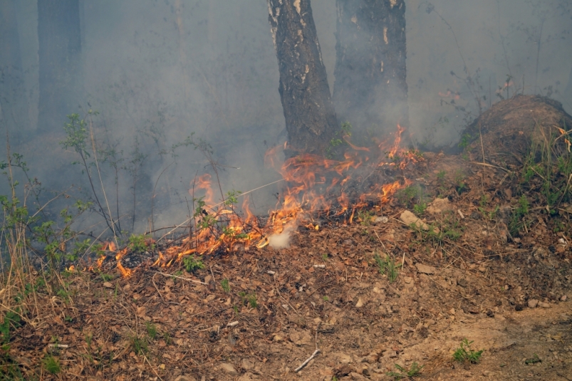 8 лесных пожаров площадью 33 тысячи гектара удалось ликвидировать в Якутии за сутки