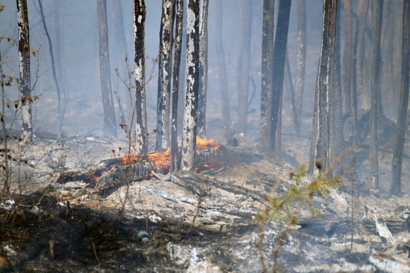 Из-за сильного ветра верховой огонь перешел через минерализованную полосу в Якутии