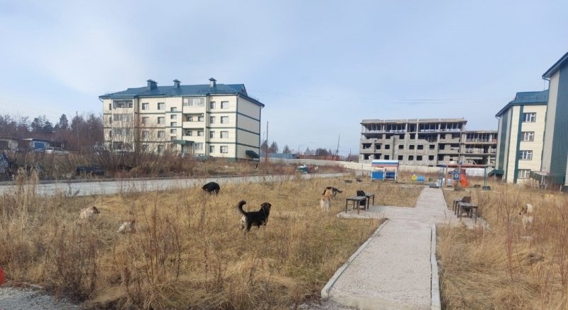 Собак, напавших на девочку в якутском посёлке Чульман, усыпят