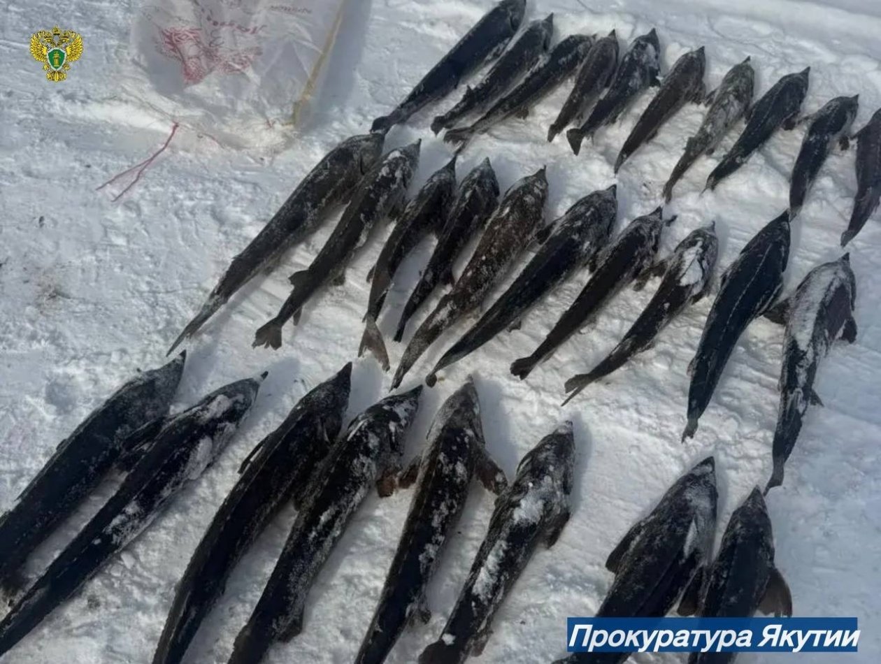 Мужчина выловил краснокнижного осетра на 118 млн рублей в Якутии пресс-служба прокуратуры Якутии